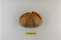 藏品(卷折饅頭蟹)的圖片